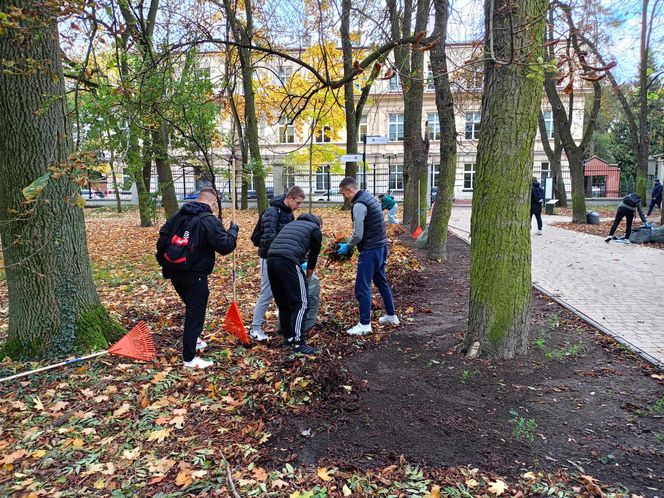 Akcja ratowania siedleckich kasztanowców w Aleksandrii potrwa przez kilka dni, do piątku 18 października włącznie.