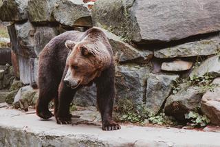 Chwile grozy w zoo! Matka rzuciła 3-letnie dziecko na pożarcie. TAKIEJ REAKCJI niedźwiedzia nikt się nie spodziewał!