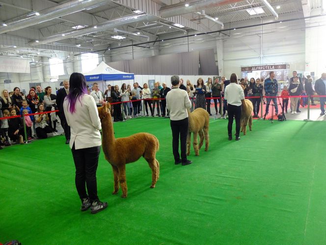 Wystawa Zoologiczna ZOOPARK w Lublinie przyciągnęła tłumy rodzin z dziećmi