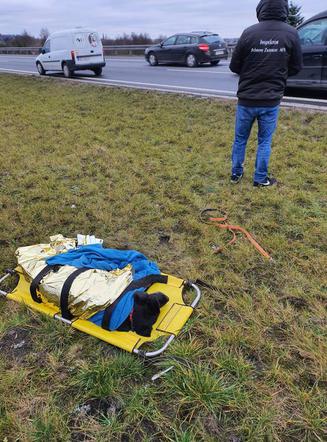 Ranny pies na S7 w Ostródzie