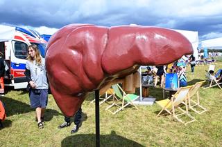 Badania wątroby na Pol'and'Rock Festival