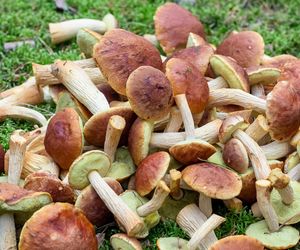 Ten egzotyczny grzyb rośnie nad polskim morzem. Idealny dla leniwych zbieraczy