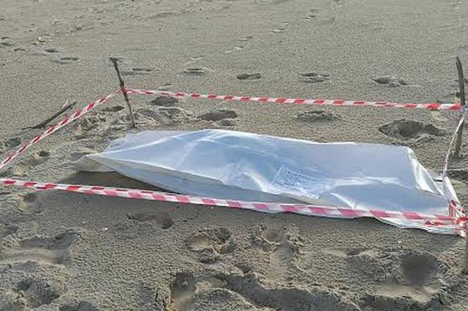 Martwa foka została znaleziona na plaży na Wyspie Sobieszewskiej