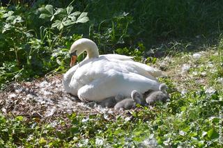 Cud narodzin w łabędzim gnieździe! W centrum Bydgoszczy wykluło się sześć piskląt [ZDJĘCIA]