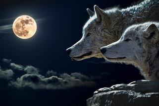 Tej nocy słychać przerażające wycie wilków. To się wydarzy już za kilka dni. Nie zmrużysz oka!