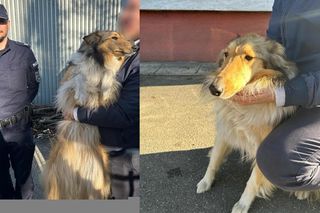 Za jej samochodem biegł pies. Natychmiastowa reakcja policjantów