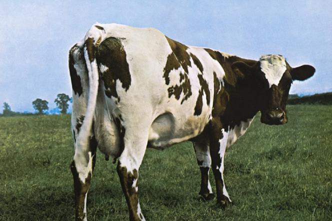 Pink Floyd - Atom Heart Mother. Skąd na okładce wzięła się krowa? Wyjaśniono zagadkę
