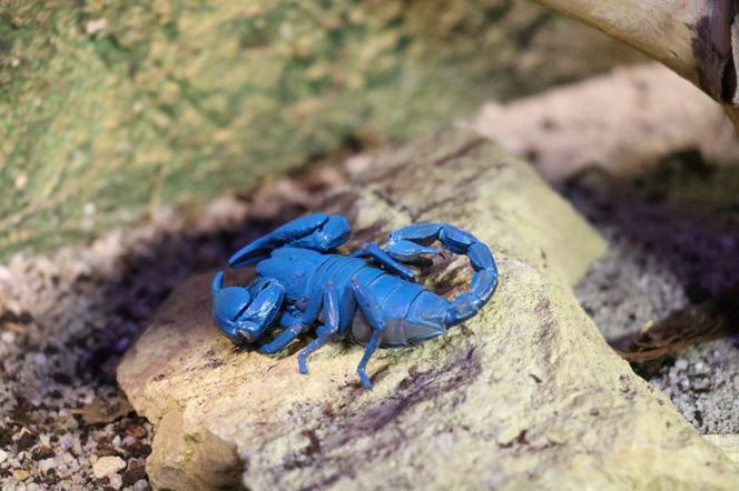Tak wyglądają zwierzęta mieszkające w śląskim ZOO