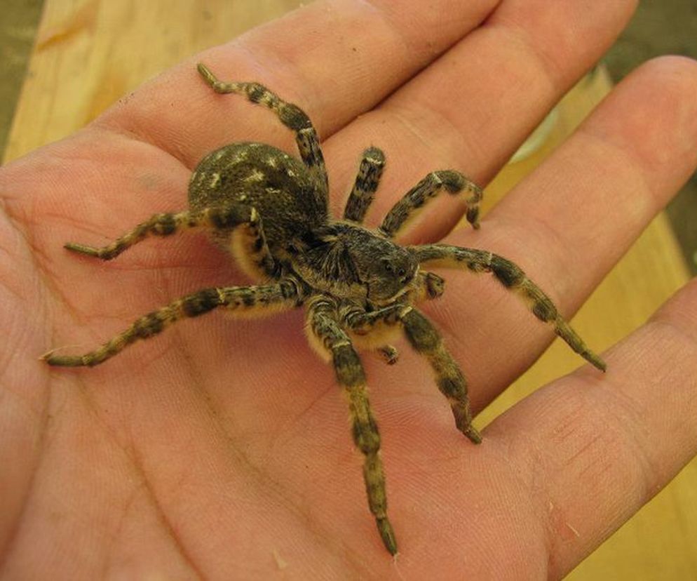 Tarantula ukraińska
