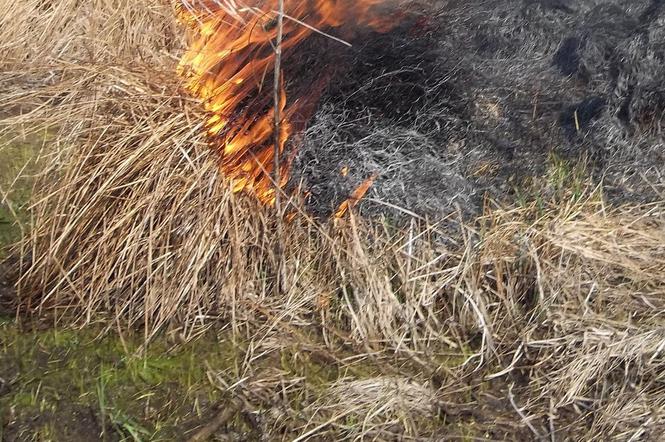 Po pijaku puścił z dymem 50 hektarów łąk. Podpalaczowi grozi długoletnia odsiadka