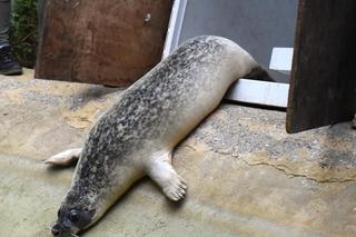 Foki pospolite w płockim zoo