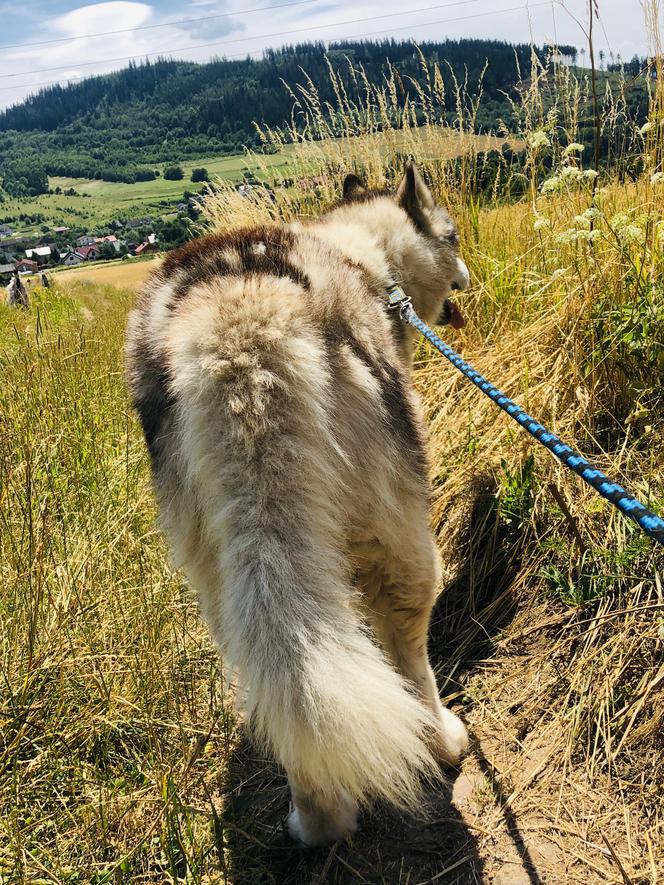 Wielichowska wyczesała psa na maksa