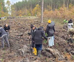 Mieszkańcy dla natury! Tak sadzili las pod Bydgoszczą
