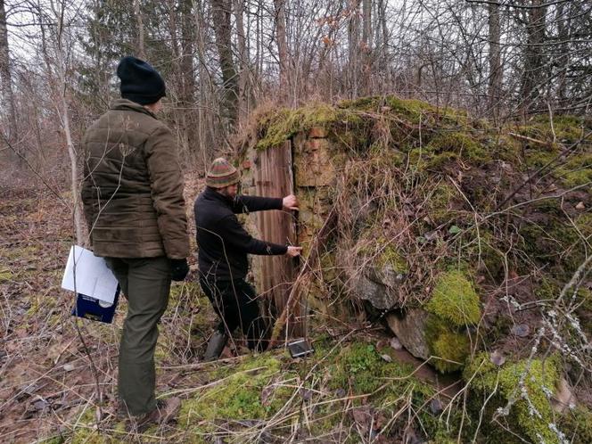 Nietoperzowe liczenie w Puszczy Rominckiej