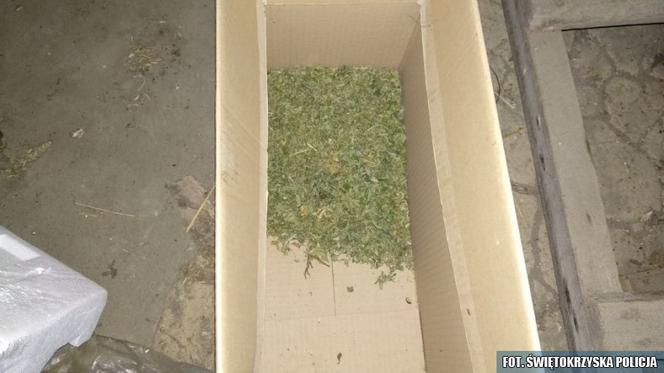 Wspólna akcja policjantów z Kielc i Grudziądza. Odkryli podziemną plantację