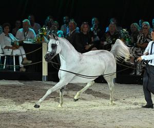 Porażka Pride of Poland 2024? Zyski są zdecydowanie niższe niż rok temu