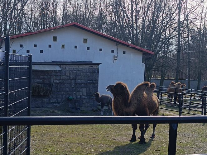 W Śląskim Ogrodzie Zoologicznym narodził się maleńki wielbłąd. Franek już teraz skrada serca