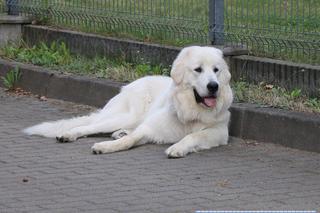 Odurzyli właściciela i ukradli samochód z… owczarkiem podhalańskim