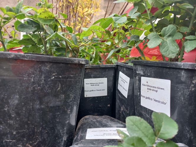 Zamiast asfaltu klomby z roślinami. Zmiany na Tylnej i Wałowej w Lesznie