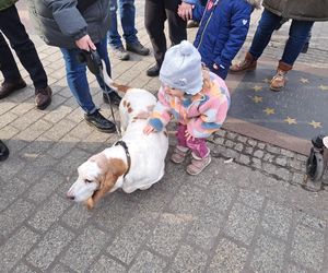 33. Finał WOŚP z grupą krakowskich Golden Retrieverów