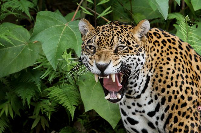 Mężczyzna zmasakrowany przez jaguara. Stracił oko, ma zmiażdżoną twarz, walczy o życie 