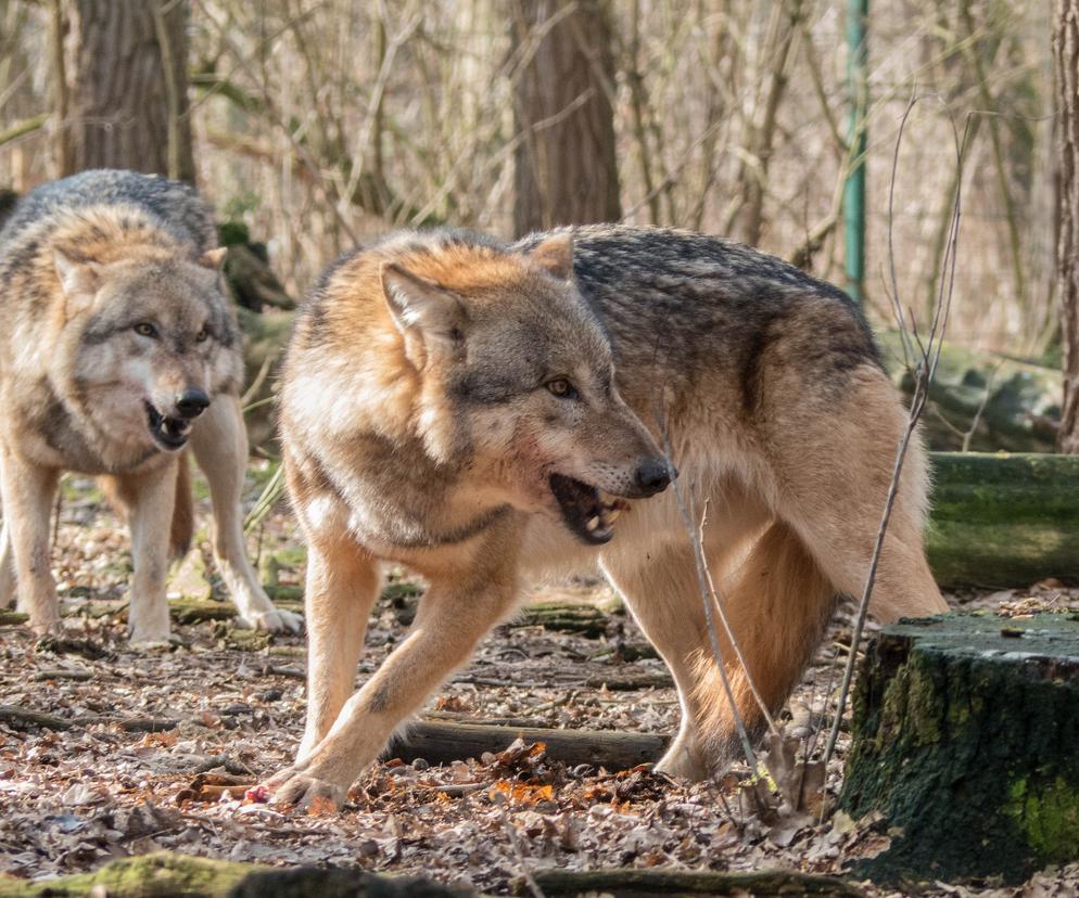 Bezbronny pies rozszarpany przez wilki. Scena jak z horroru. Porwały go razem z łańcuchem