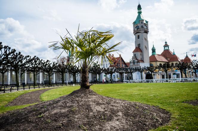 Palmy w Sopocie, zachęcają do spacerów [ZOBACZ ZDJĘCIA]