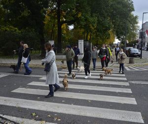 Wielki marsz adopciaków w Radomiu