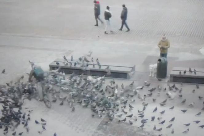 Straż Miejska opublikowała nagranie, na którym widzimy rowerzystę wjeżdżającego w ptaki