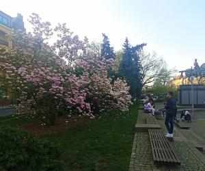 Magnolie w Szczecinie