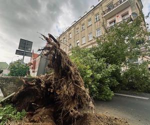 Drzewo runęło na ulicę Bernardyńską w Lublinie