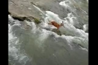 Niezwykłe nagranie z Bieszczad: Pokazał wilki polujące na łanię w rwącej wodzie [WIDEO]