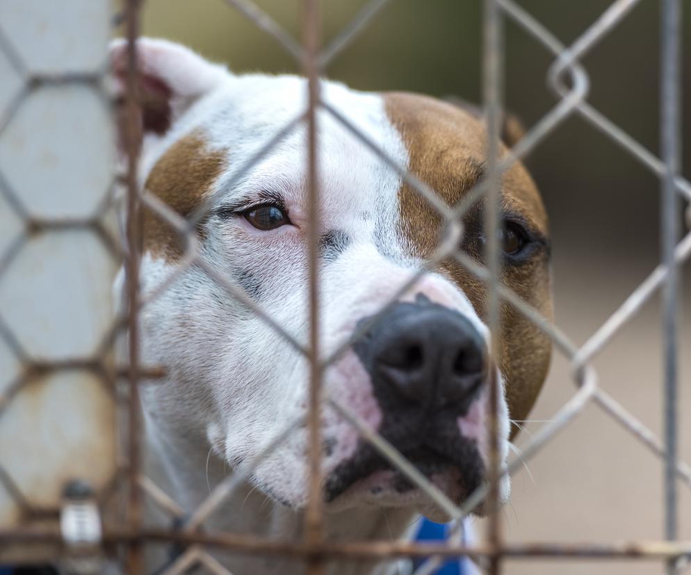 Pies przegryzł tętnicę. Mężczyzna wykrwawił się przed przyjazdem policji