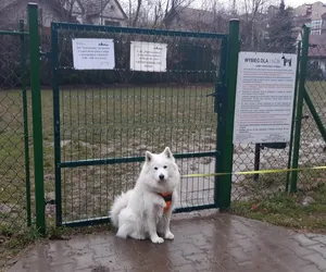 Mieszkańcy osiedla Podwawelskiego walczą o wybieg dla psów!