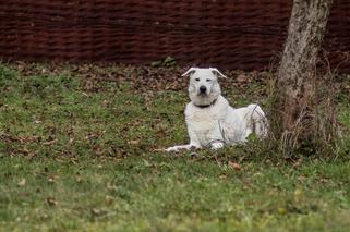 Dostał łapę z drukarki 3d