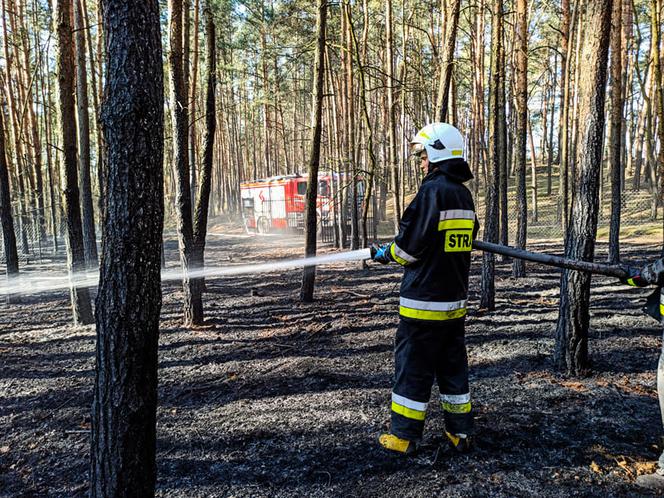 82-latek wypalał trawy, skończyło się pożarem lasu. Spłonęło 1,5 hektara!