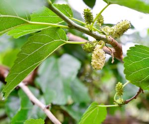 Rozprawi się ze zbędnymi kilogramami. Zjedz pół godziny przed posiłkiem