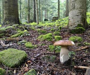 Bieszczady zasypane grzybami