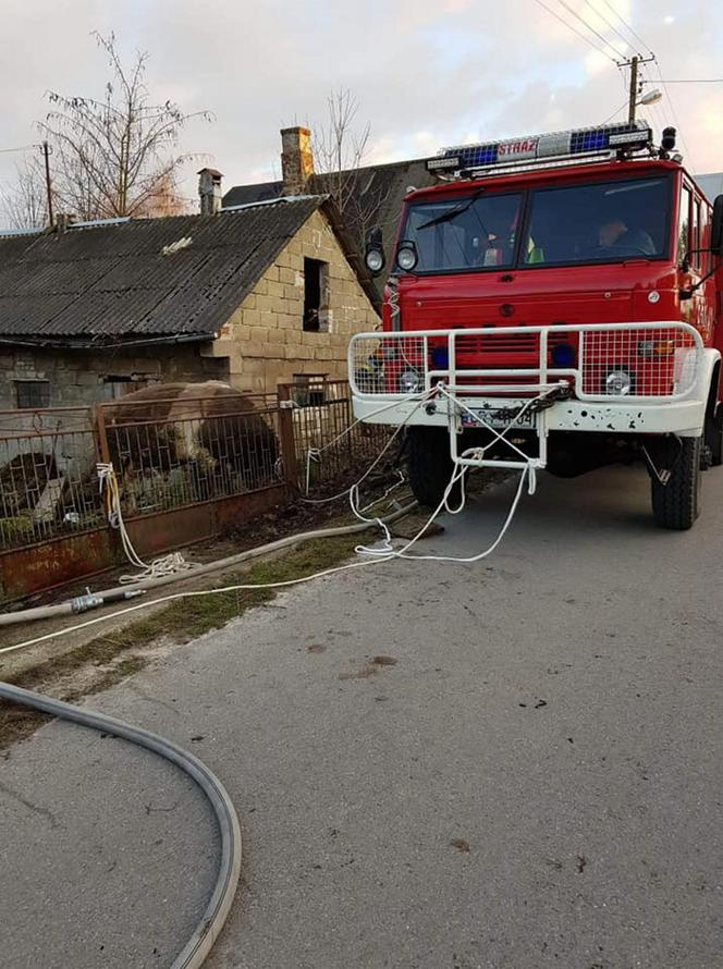 Byk zabił gospodarza bo wystraszył się kundelka