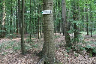 Góra Altana - najwyższy szczyt Mazowsza