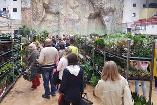 Festiwal Roślin w Nowym Sączu 