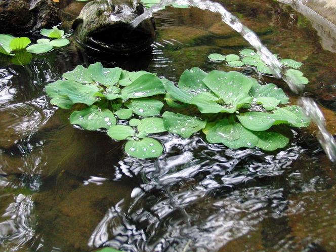  Pistia rozetkowa to nowy inwazyjny gatunek obcy