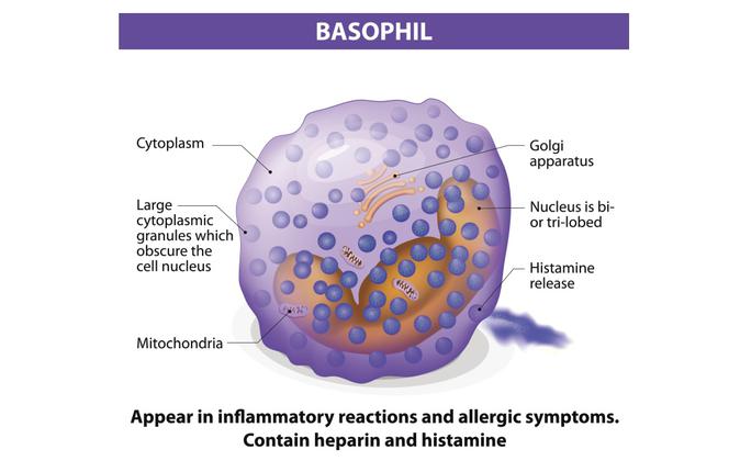 Bazofile, czyli granulocyty zasadochłonne: normy BASO