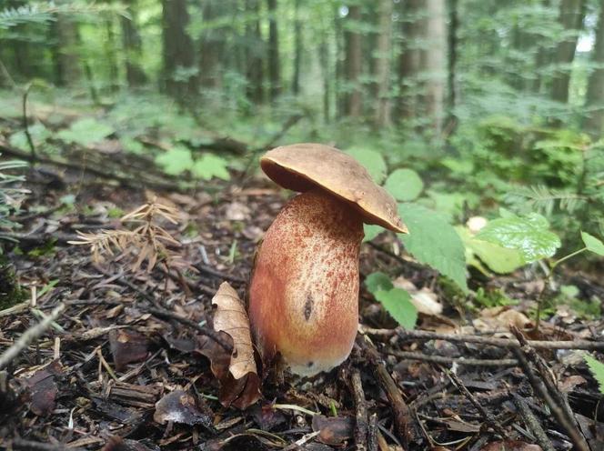 Bieszczady zasypane grzybami