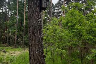 Drzewo miało iść pod topór. Uratował je ptak mniejszy od wróbla