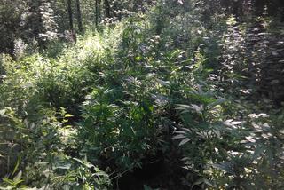 Kraków: W środku lasu znaleźli... rosnącą marihuanę! [ZDJĘCIA]