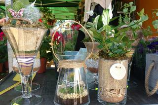 Chorzów: Kwiaty, zioła i dodatki do ogrodu. W Parku Śląskim trwa Święto Kwiatów [ZDJĘCIA]