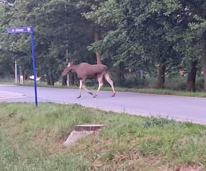 Łoś biega po ulicach we Wrocławiu. Do sieci trafiło nagranie 