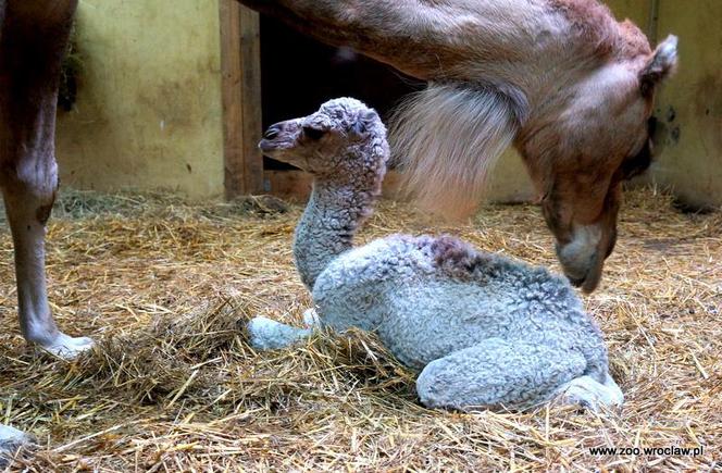 Wielbłądziatko przyszło na świat we wrocławskim zoo