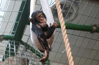 Czwarte urodziny szympansa Frodo